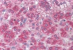 NT-3 Antibody, Novus Biologicals 50 &mu;g; Unconjugated:Antibodies, Polyclonal